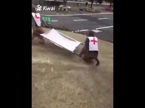 Monkey ambulance