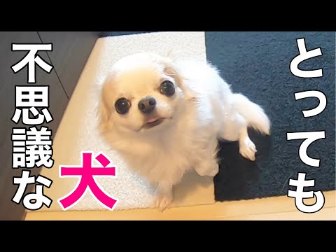 よっち 犬2点 When you call out