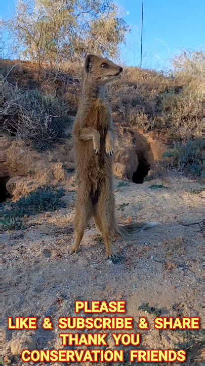 CLOSE WITH MONGOOSE mongooses mangusta マングース cynictispenicillata мангуста Māoyòu 貓鼬 النمس alnims