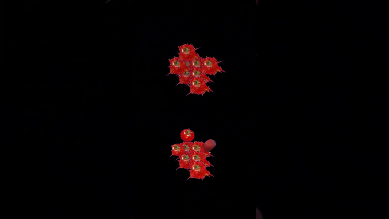 tomato 3 - YouTube