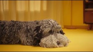 AA Advert 2021 What Song Was Tukker The Dog Listening to?  Sofi Tukker (Live Version)