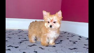 Yorkie Female 'I'm Your Destiny' 4sale Marietta GA Tcupsandtoypups.com 7705277295#yorkshireterrier