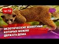 10 экзотических животных, которых можно держать дома