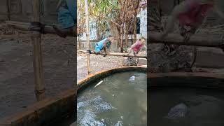 Baby monkey playing in the water #monkey #monkeysr #monkeysworld #babymonkeybobby