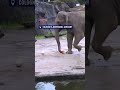 German-born Asian elephant