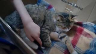 Кошка Муся родила котят Кошка Муся родила котят