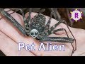 House our 2x Tailless whip scorpions! -BUGZUK-