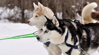 Life with Multiple Siberian Huskies by USA Pup Patrol 2 views 8 days ago 4 minutes, 22 seconds