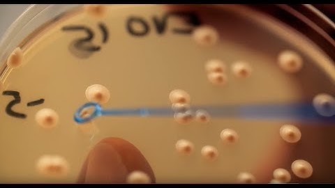 Carlsberg presents: the cultivation of yeast