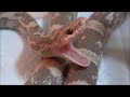 あくびをするヘビ達 Snakes Yawn