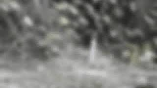 Mouse/hamster vision simulation. screenshot 3