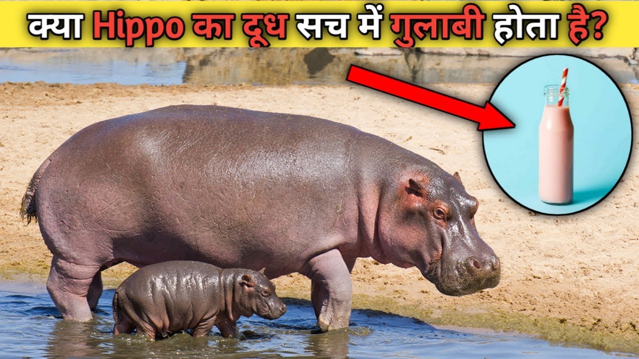 Hippos का दूध सच में गुलाबी होता हैं?/hippo milk colour is pink how and why?.... - YouTube