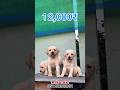 🌟Quality Lab🐶puppy's available🔥don't miss🔥#shortvideo #shorts #yt #ytshorts #trending #viral #dog