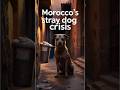 Morocco’s Stray Dog Crisis #duet #wildliferescue #wildlife #funny #memes #animals #automobile