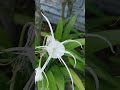 George Town 28 Walk, UNESCO-listed Historical City, Penang, Malaysia #Shorts #observe