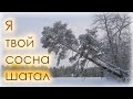 Я твой сосна шатал