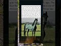 Rare Blue Roan Horse That Looks Like a Living Shadow 🐎 #rareanimals #animalland #zoological#groundsl