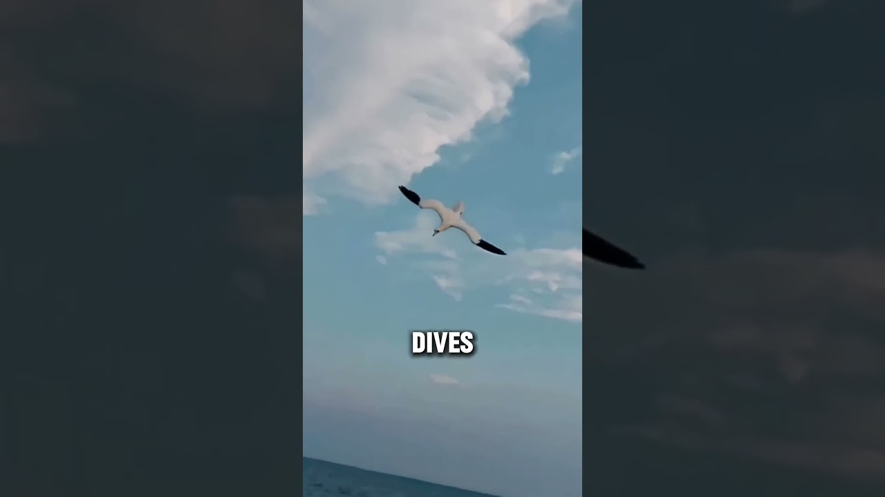 BIRDS That PERFECTED FISHING