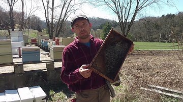 Beekeeping tips - moldy combs, are they diseased? Will they kill my bees?