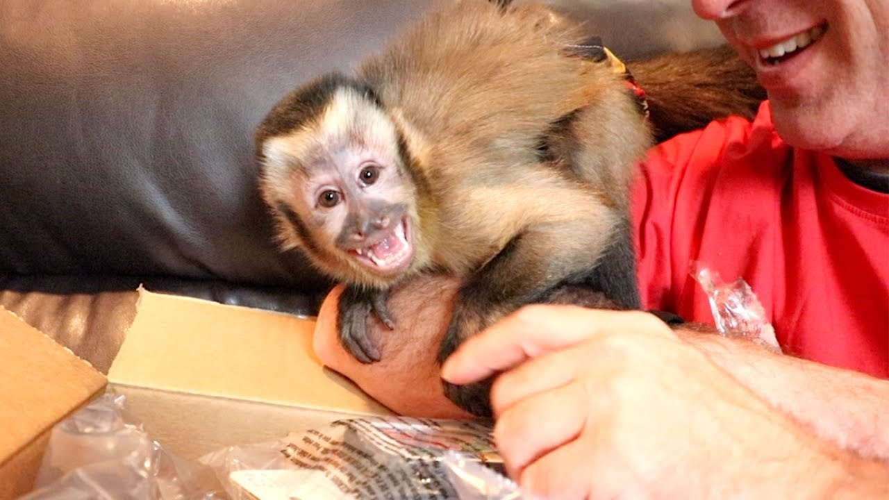 Baby Monkey Unboxes First Birthday Fan Mail!