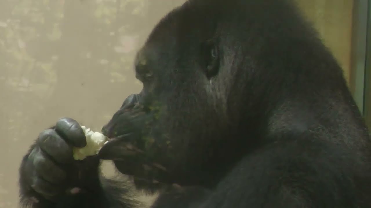 Western Lowland Gorilla (Higashiyama Zoo and Botanical Gardens
