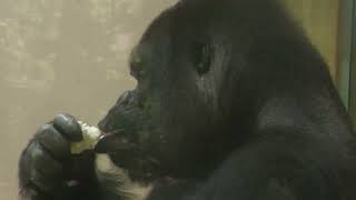 Western Lowland Gorilla (Higashiyama Zoo and Botanical Gardens
