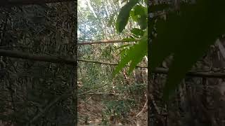 Download Lagu Mikat burung cikrak bambu part 2 MP3