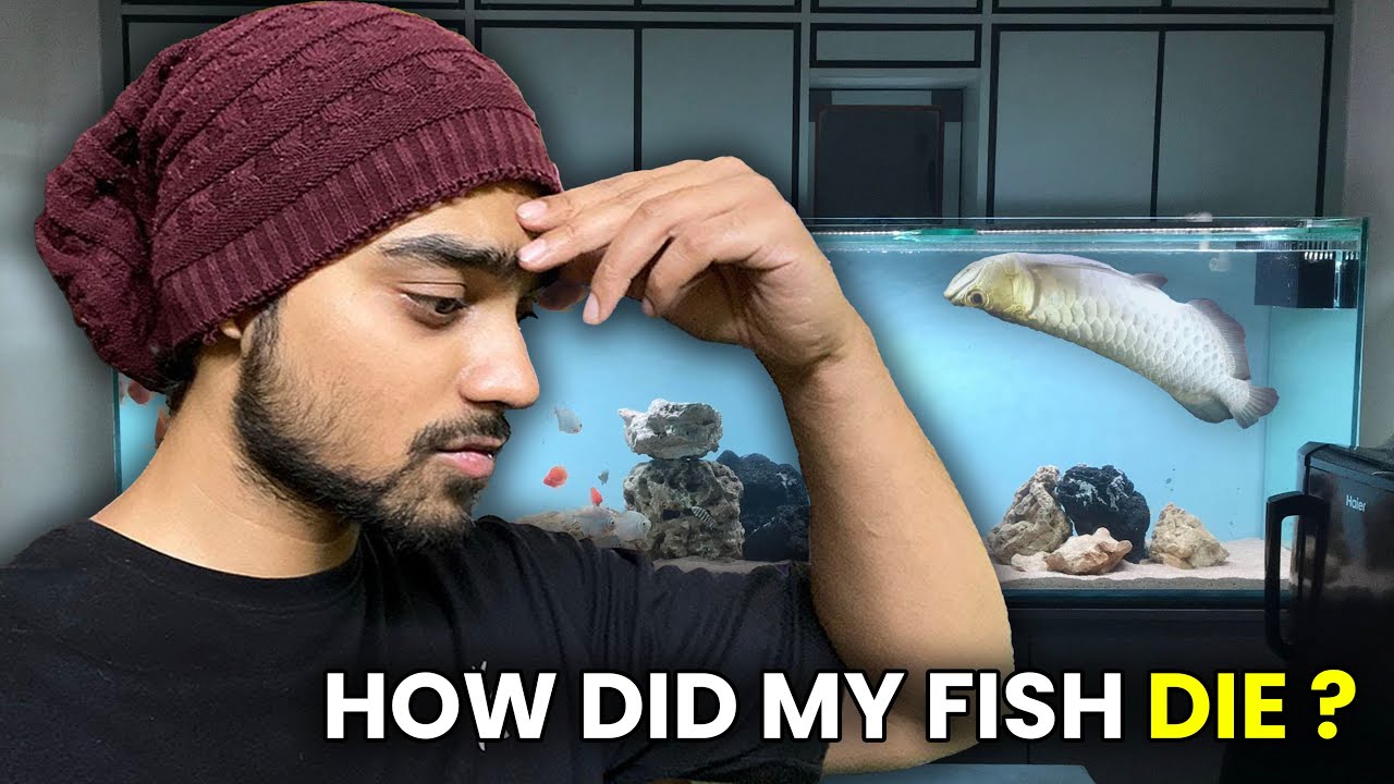 What Happened to My Fishes 😭 How did my Fish Die ?💔 YouTube