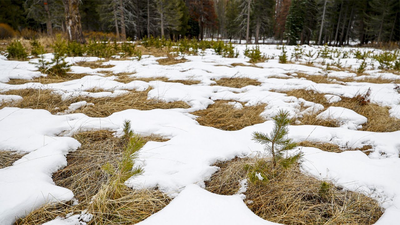 California snowpack is below average, a complete turnaround from last ...