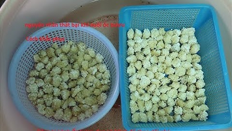 Nguyên nhân thất bại khi nuôi ốc bươu đen, điều quan tâm,cần thiết nuôi ốc bươu đen cho người mới