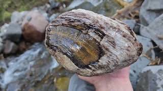 Petrified Wood in the mountains