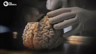 HOW SMART CAN WE GET NOVA Discovery Science History