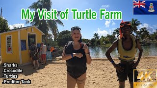 Visiting Turtle Farm - Grand Cayman