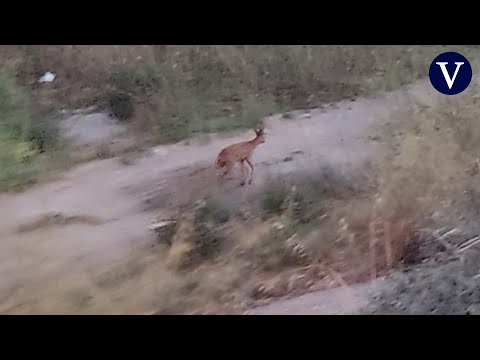 El corzo perdido