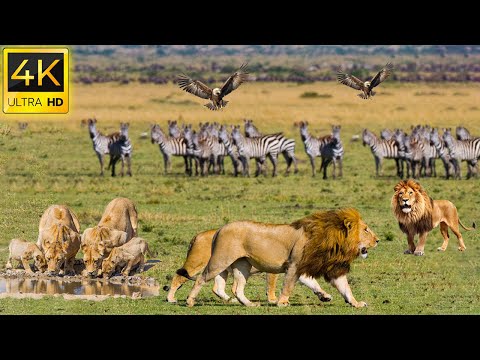 Vídeo: Descobreix els ocells de Kenya, Àfrica