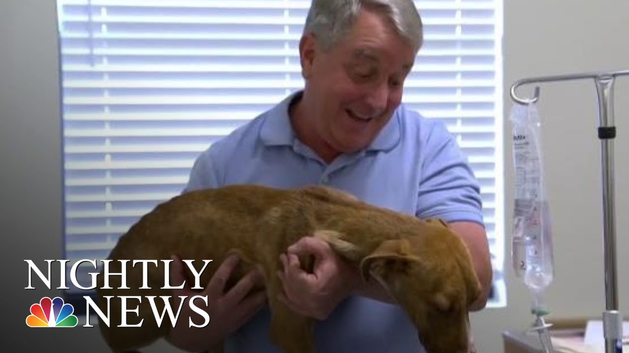 rock center concourse ‘Miracle’ Dog Found In Hurricane Dorian Debris Is Reunited With His Rescuers | NBC Nightly News