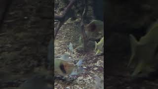 Acquarium #fish #viral #viral #travel #xpark #taiwan