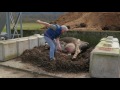 Composting Large Animal Mortalities on Farm