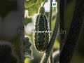 Stop Fertilizing Wrong, Feed Plants by Growth Stage #plantcare #plants #garden