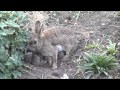 Wild baby rabbit feeding time