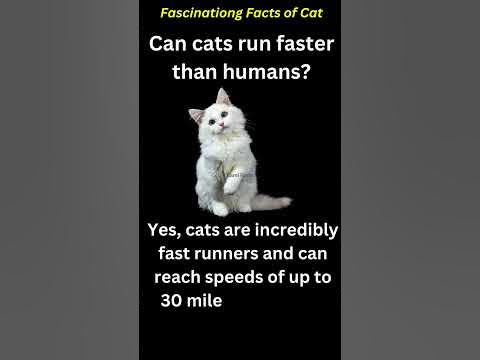 "10 Mind-Blowing Secrets About Cats That Will Leave You Speechless "10 Mind-Blowing Secrets About Cats That Will Leave You Speechless