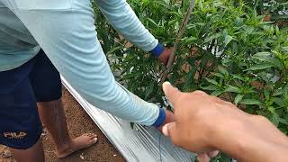 Part(47) 42hst cara pemasangan salaran agar pohon cabe kuat, rapih dn gk roboh..