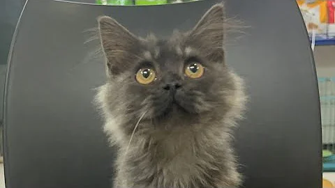 Video 3489971: bombay cat breed, bombay cat kitten, kitten kitty cutecat catlover, pet catlover cutecat kitty, pets animals catlover cutecat, kitten animal catlover beautiful