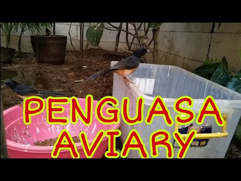 Videó: Aviary ügyvéd Felülvizsgálata