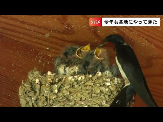 倉庫の中は「ツバメのお宿」巣の数は約100個！一方スズメがちゃっかり