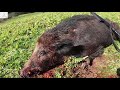 Caccia al Cinghiale - Cinghiali 2020-2021 "VERRI CORAZZATI" 🐗🎁