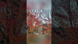 Viseu, Northern city in Portugal