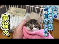 台風で流されて来た子猫！初めての病院で診てもらうと…のサムネイル