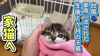 A Kitten Washed Up by the Typhoon! What Happens at Its First Vet Visit...