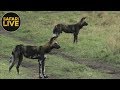 safariLIVE - Sunrise Safari - November 4, 2018